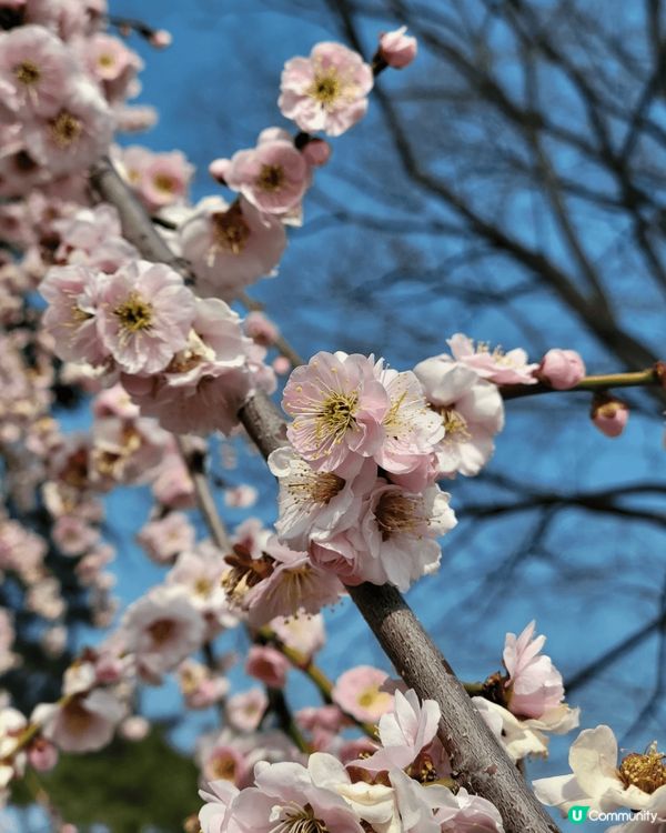 早幾個月去左名古屋望梅花，真係好靚，顏色粉嫩奪目，而且竟然無...