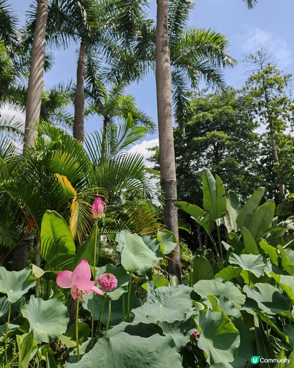 embryolisse 萬用霜是法國美妝界網紅，無論急救厚敷...