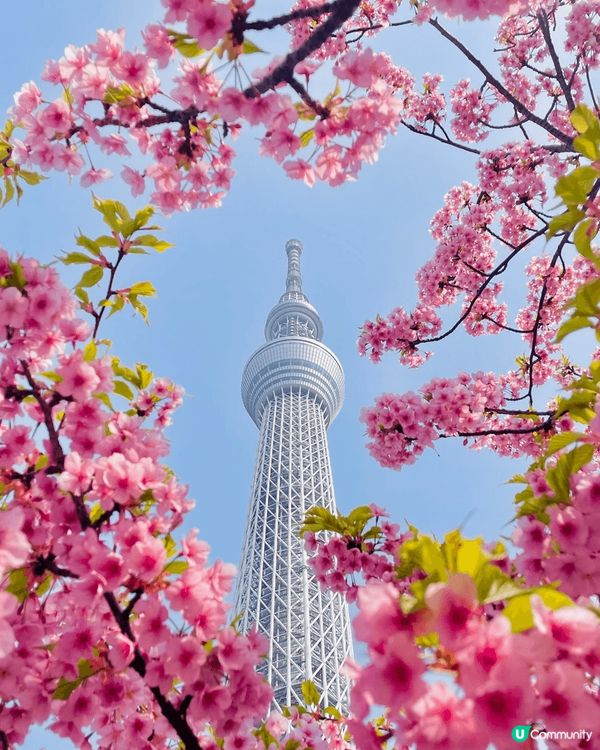 於日本晴空塔下看到櫻花，正好圈著晴空塔，十分漂亮；探望貓頭鷹...