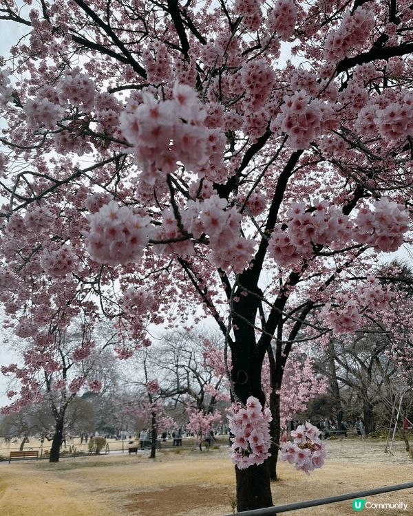 新宿御苑櫻花盛宴🌸❗️ 賞櫻季必備裝備＋輕便美食推薦 🍙🌸