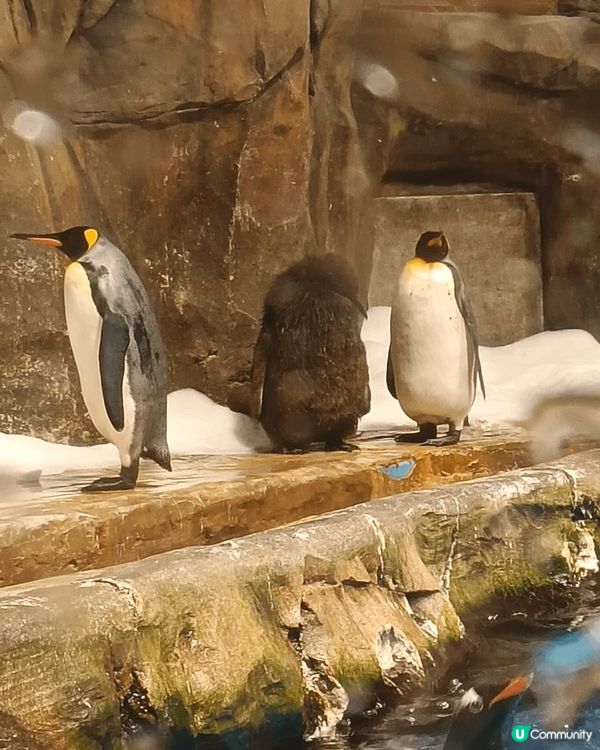 不用飛南極，香港海洋公園就能感受被百隻企鵝團團包圍，吃飯鈴一...