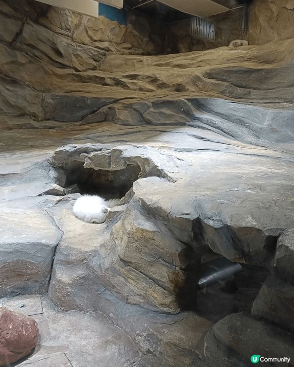 不用飛南極，香港海洋公園就能感受被百隻企鵝團團包圍，吃飯鈴一...