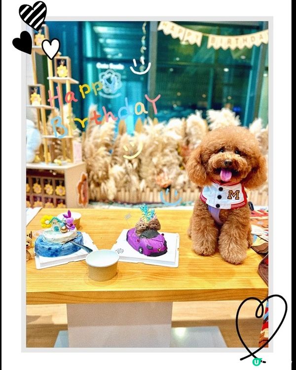 今年方力新生日🎉！狗生嘉年華等你嚟玩🥳！