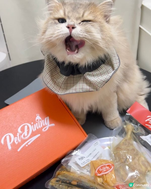 貓貓試食常溫預制三文魚🍣