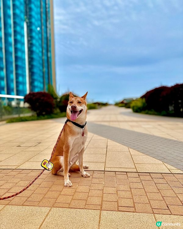啟德碼頭海濱公園🐶📸 靚景任你影！