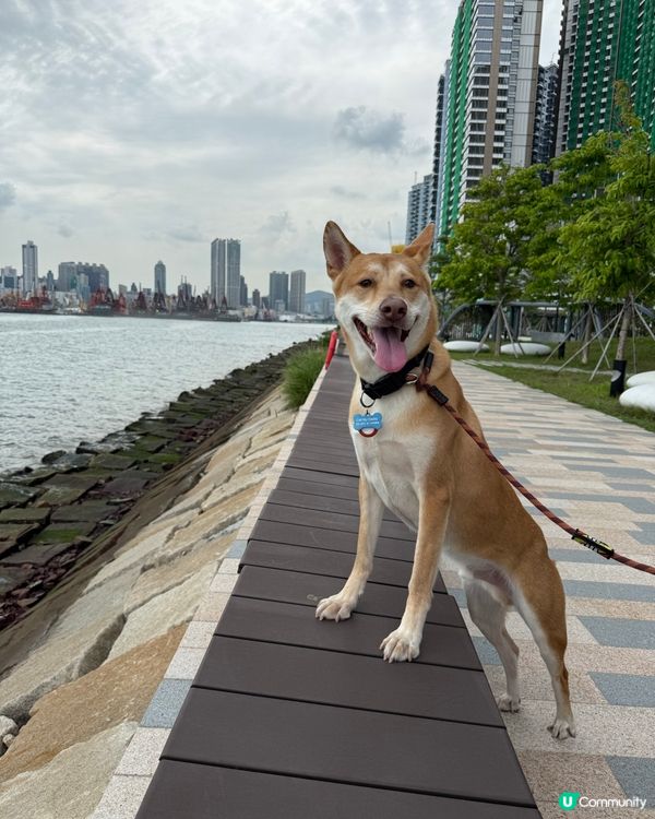 啟德碼頭海濱公園🐶📸 靚景任你影！