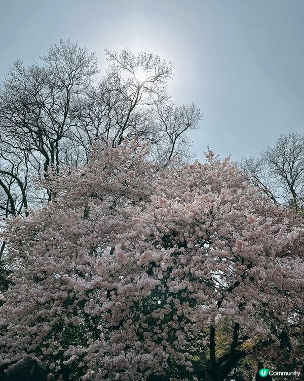 新宿御苑櫻花盛宴🌸❗️ 賞櫻季必備裝備＋輕便美食推薦 🍙🌸