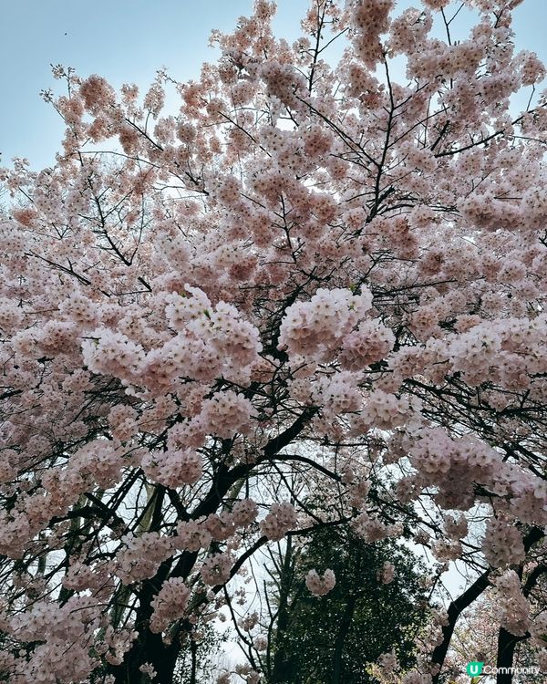 新宿御苑櫻花盛宴🌸❗️ 賞櫻季必備裝備＋輕便美食推薦 🍙🌸