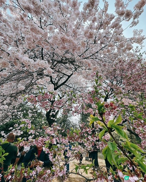 新宿御苑櫻花盛宴🌸❗️ 賞櫻季必備裝備＋輕便美食推薦 🍙🌸