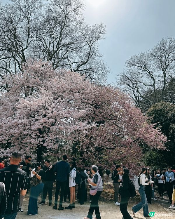 新宿御苑櫻花盛宴🌸❗️ 賞櫻季必備裝備＋輕便美食推薦 🍙🌸
