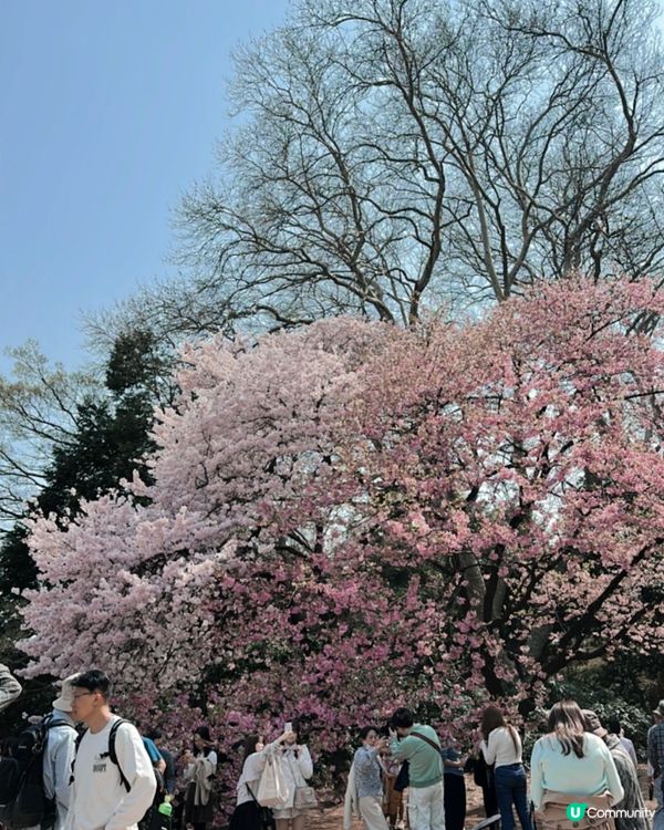 新宿御苑櫻花盛宴🌸❗️ 賞櫻季必備裝備＋輕便美食推薦 🍙🌸