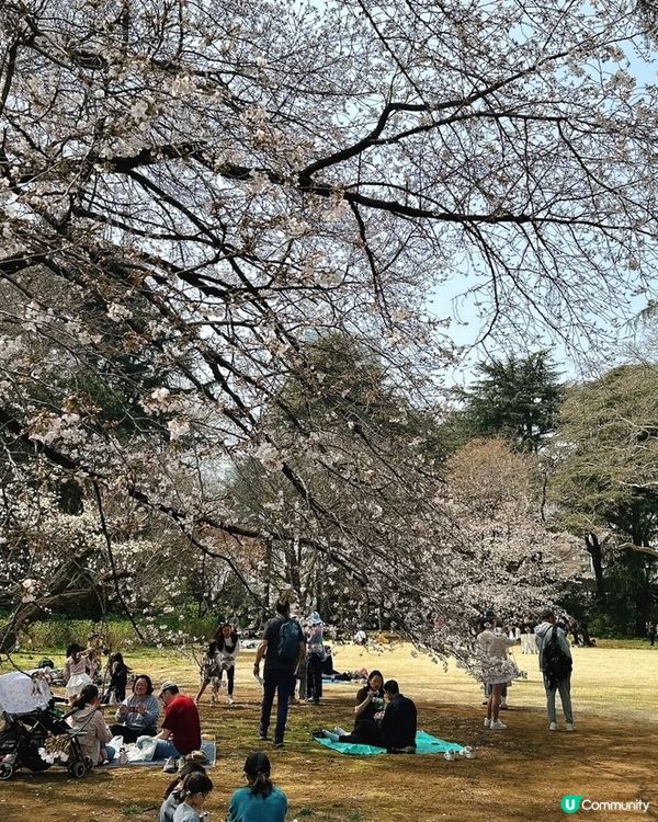 新宿御苑櫻花盛宴🌸❗️ 賞櫻季必備裝備＋輕便美食推薦 🍙🌸