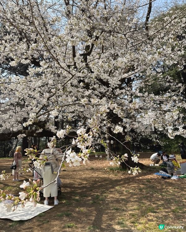 新宿御苑櫻花盛宴🌸❗️ 賞櫻季必備裝備＋輕便美食推薦 🍙🌸
