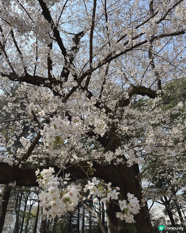 新宿御苑櫻花盛宴🌸❗️ 賞櫻季必備裝備＋輕便美食推薦 🍙🌸