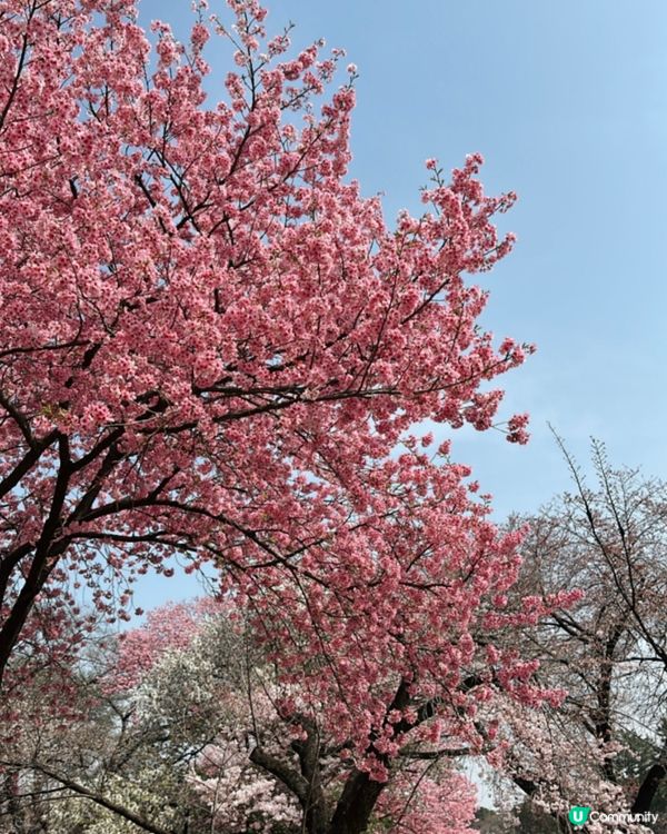 新宿御苑櫻花盛宴🌸❗️ 賞櫻季必備裝備＋輕便美食推薦 🍙🌸