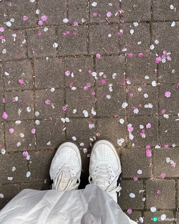 新宿御苑櫻花盛宴🌸❗️ 賞櫻季必備裝備＋輕便美食推薦 🍙🌸