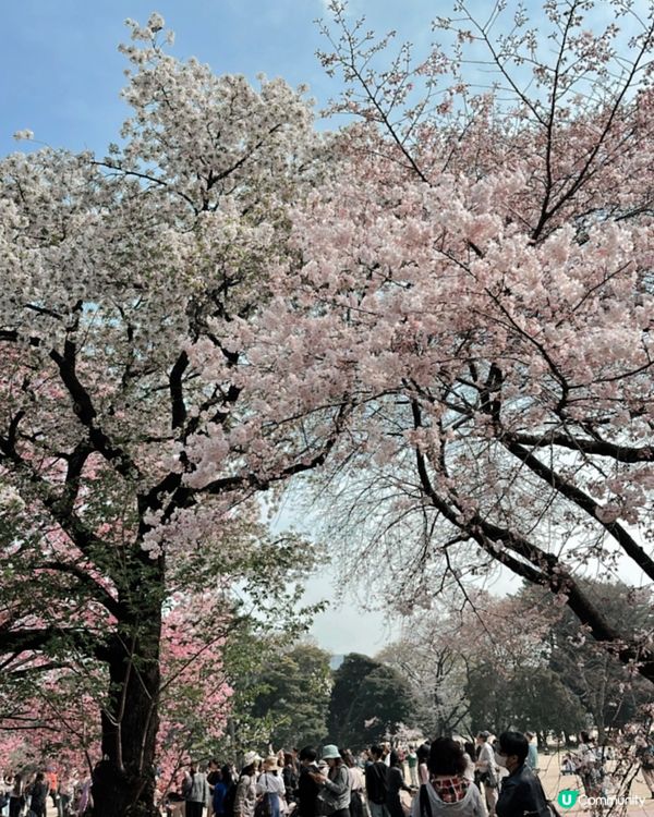 新宿御苑櫻花盛宴🌸❗️ 賞櫻季必備裝備＋輕便美食推薦 🍙🌸