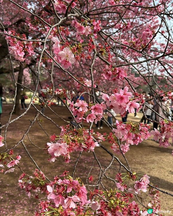 新宿御苑櫻花盛宴🌸❗️ 賞櫻季必備裝備＋輕便美食推薦 🍙🌸