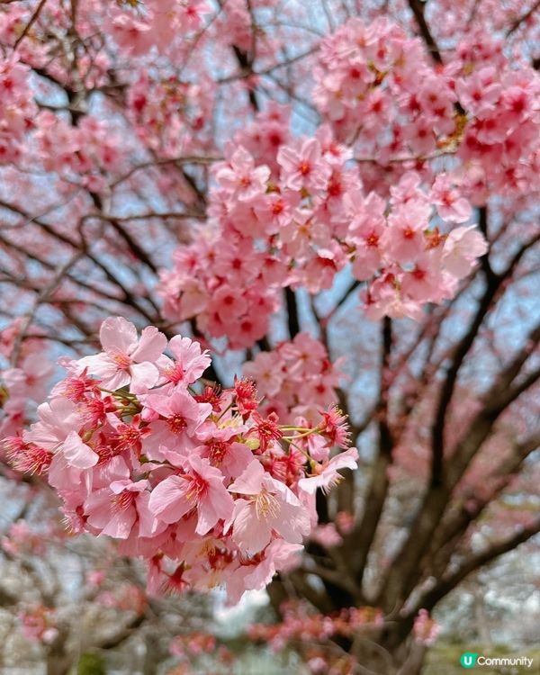 新宿御苑櫻花盛宴🌸❗️ 賞櫻季必備裝備＋輕便美食推薦 🍙🌸