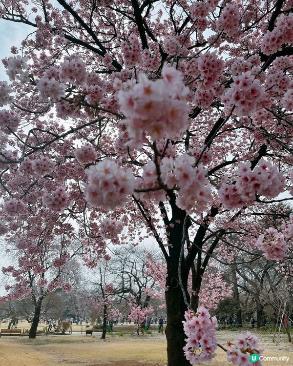新宿御苑櫻花盛宴🌸❗️ 賞櫻季必備裝備＋輕便美食推薦 🍙🌸