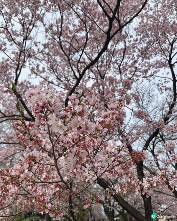 新宿御苑櫻花盛宴🌸❗️ 賞櫻季必備裝備＋輕便美食推薦 🍙🌸