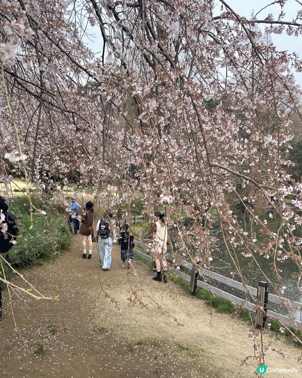 新宿御苑櫻花盛宴🌸❗️ 賞櫻季必備裝備＋輕便美食推薦 🍙🌸