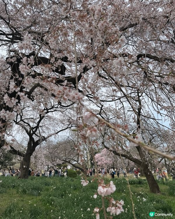 新宿御苑櫻花盛宴🌸❗️ 賞櫻季必備裝備＋輕便美食推薦 🍙🌸