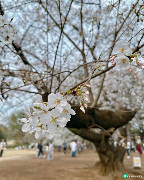 新宿御苑櫻花盛宴🌸❗️ 賞櫻季必備裝備＋輕便美食推薦 🍙🌸