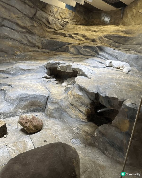 夏日打卡當然去香港海洋公園，可以嘆住冷氣睇企鵝，仲有北極狐，...