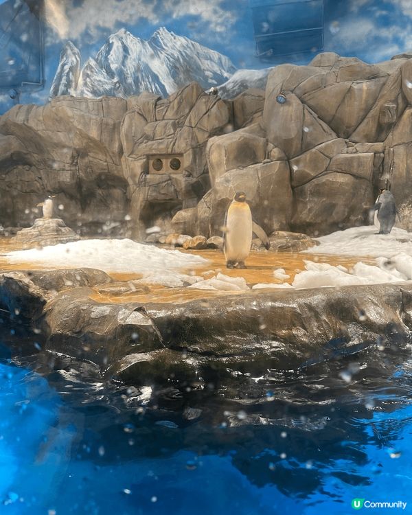 夏日打卡當然去香港海洋公園，可以嘆住冷氣睇企鵝，仲有北極狐，...