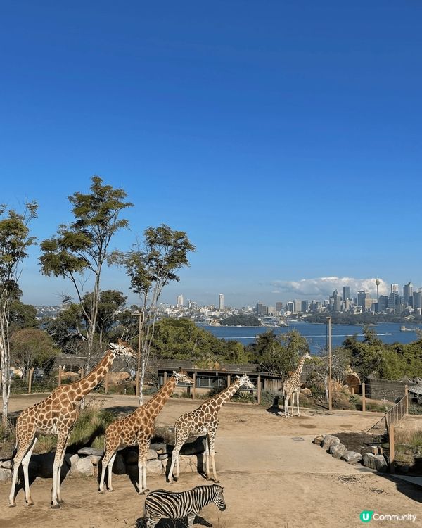 第一次去澳洲悉尼🇦🇺必試的人氣餐廳🍴