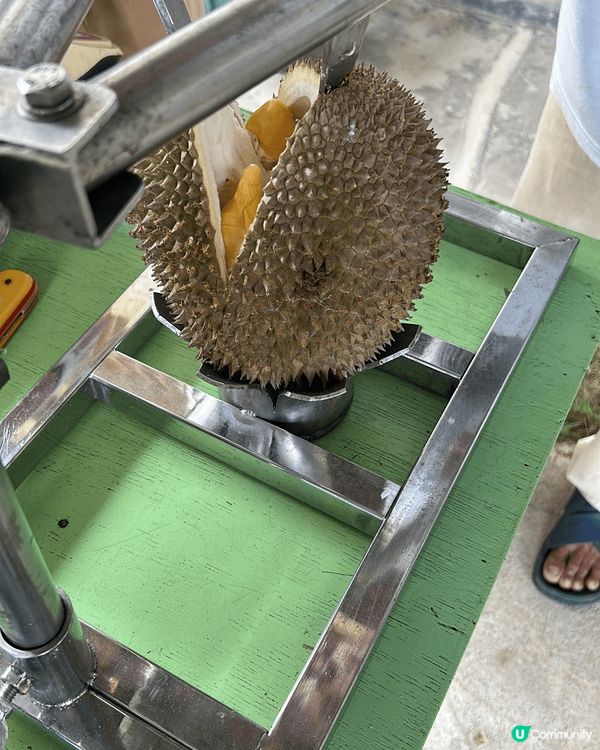 去馬來西亞食榴槤，即開即食，老細話當日開嚟食個啲全部都係我哋...