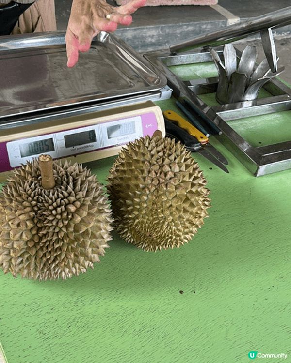 去馬來西亞食榴槤，即開即食，老細話當日開嚟食個啲全部都係我哋...