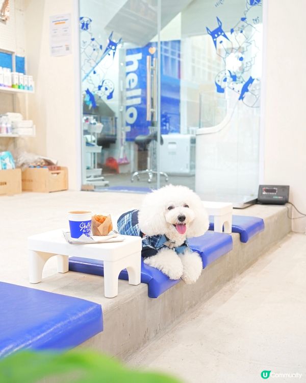 Petizen 大變身 新舖超正🤩 寵物友善cafe🐶☕