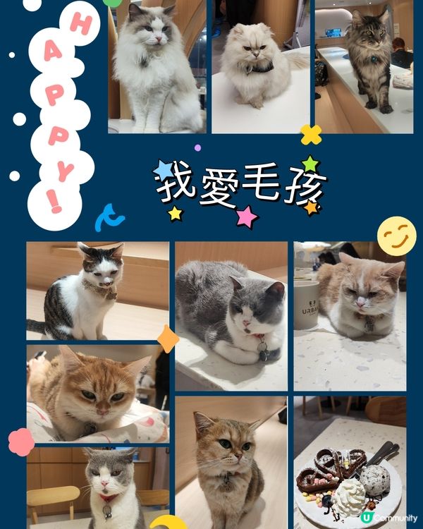 🐱 貓貓Cafe初體驗！與貓同樂兩小時😍😍🐱