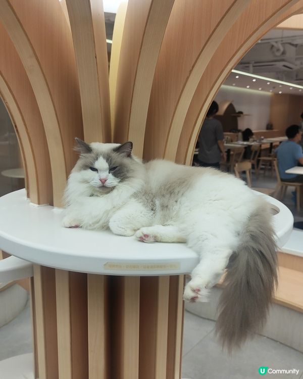 🐱 貓貓Cafe初體驗！與貓同樂兩小時😍😍🐱