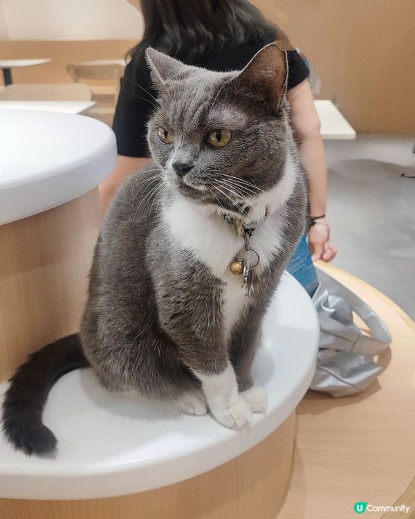 🐱 貓貓Cafe初體驗！與貓同樂兩小時😍😍🐱