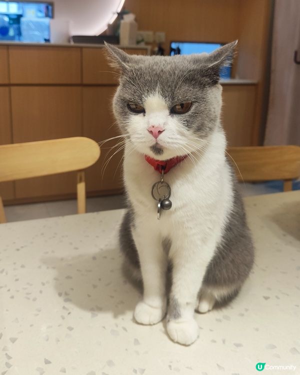 🐱 貓貓Cafe初體驗！與貓同樂兩小時😍😍🐱