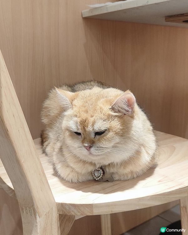 🐱 貓貓Cafe初體驗！與貓同樂兩小時😍😍🐱