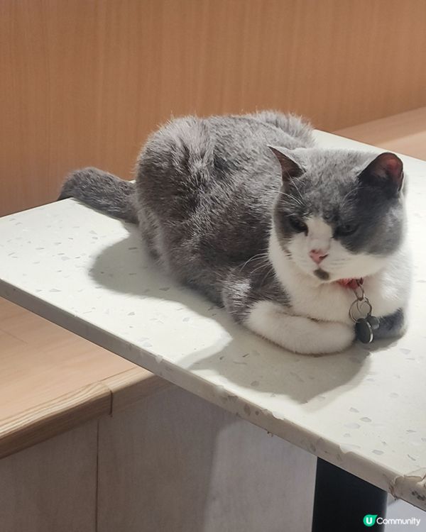 🐱 貓貓Cafe初體驗！與貓同樂兩小時😍😍🐱