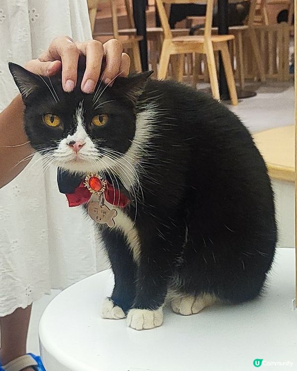 🐱 貓貓Cafe初體驗！與貓同樂兩小時😍😍🐱