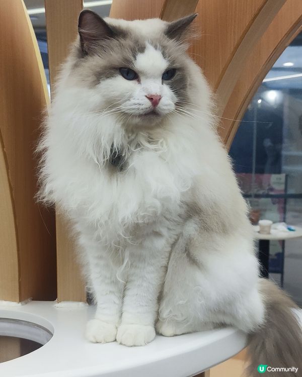 🐱 貓貓Cafe初體驗！與貓同樂兩小時😍😍🐱