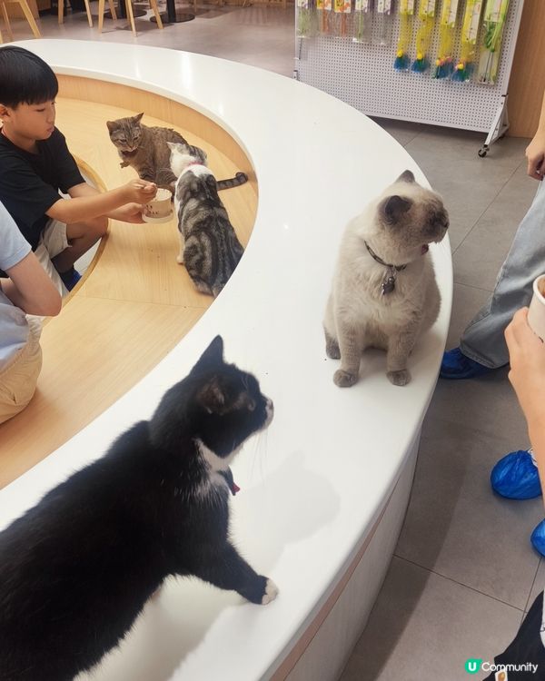 🐱 貓貓Cafe初體驗！與貓同樂兩小時😍😍🐱