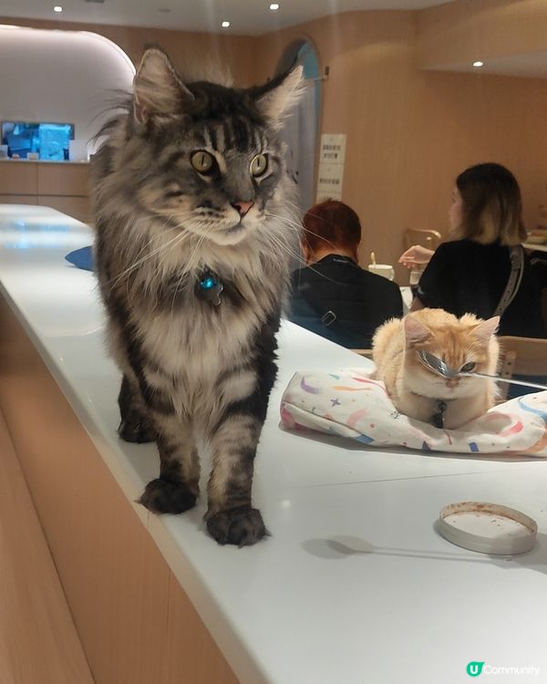 🐱 貓貓Cafe初體驗！與貓同樂兩小時😍😍🐱