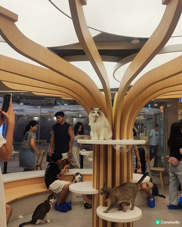 🐱 貓貓Cafe初體驗！與貓同樂兩小時😍😍🐱