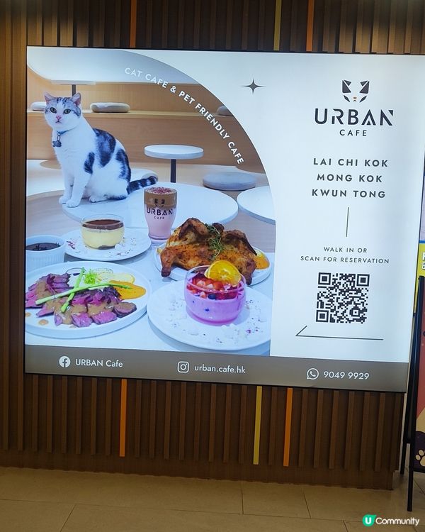 🐱 貓貓Cafe初體驗！與貓同樂兩小時😍😍🐱