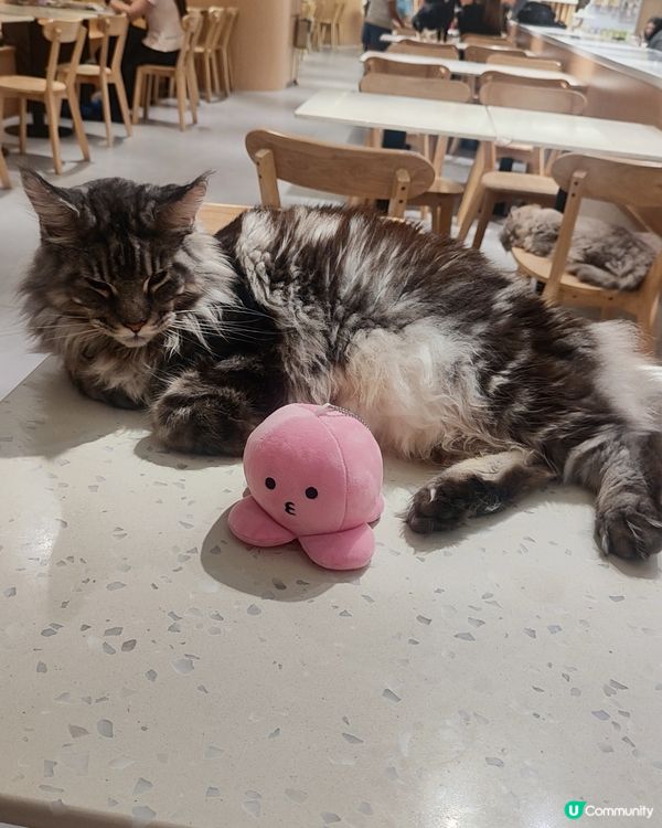 🐱 貓貓Cafe初體驗！與貓同樂兩小時😍😍🐱