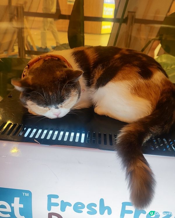 🐱 貓貓Cafe初體驗！與貓同樂兩小時😍😍🐱