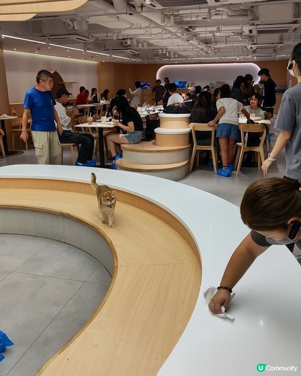 🐱 貓貓Cafe初體驗！與貓同樂兩小時😍😍🐱