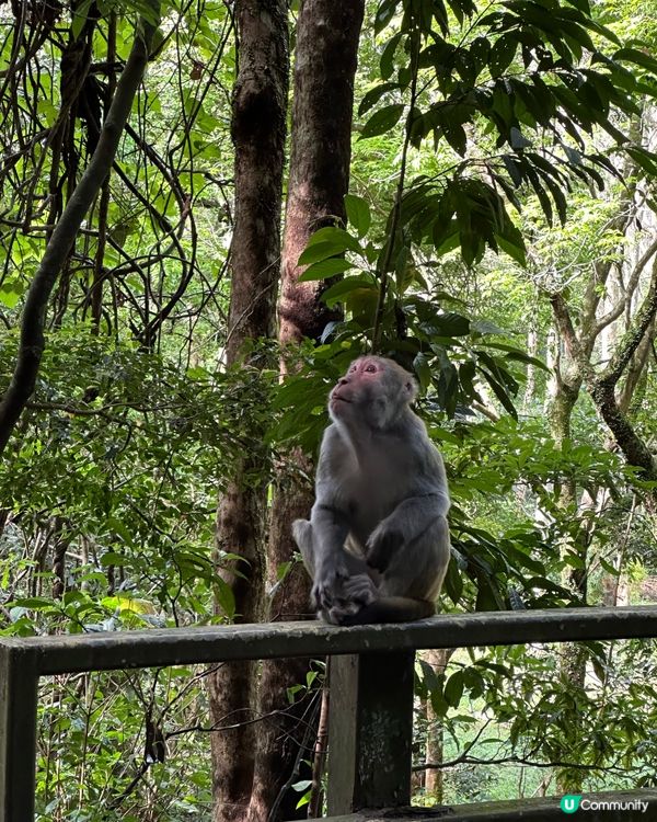 城門水塘水畔千層